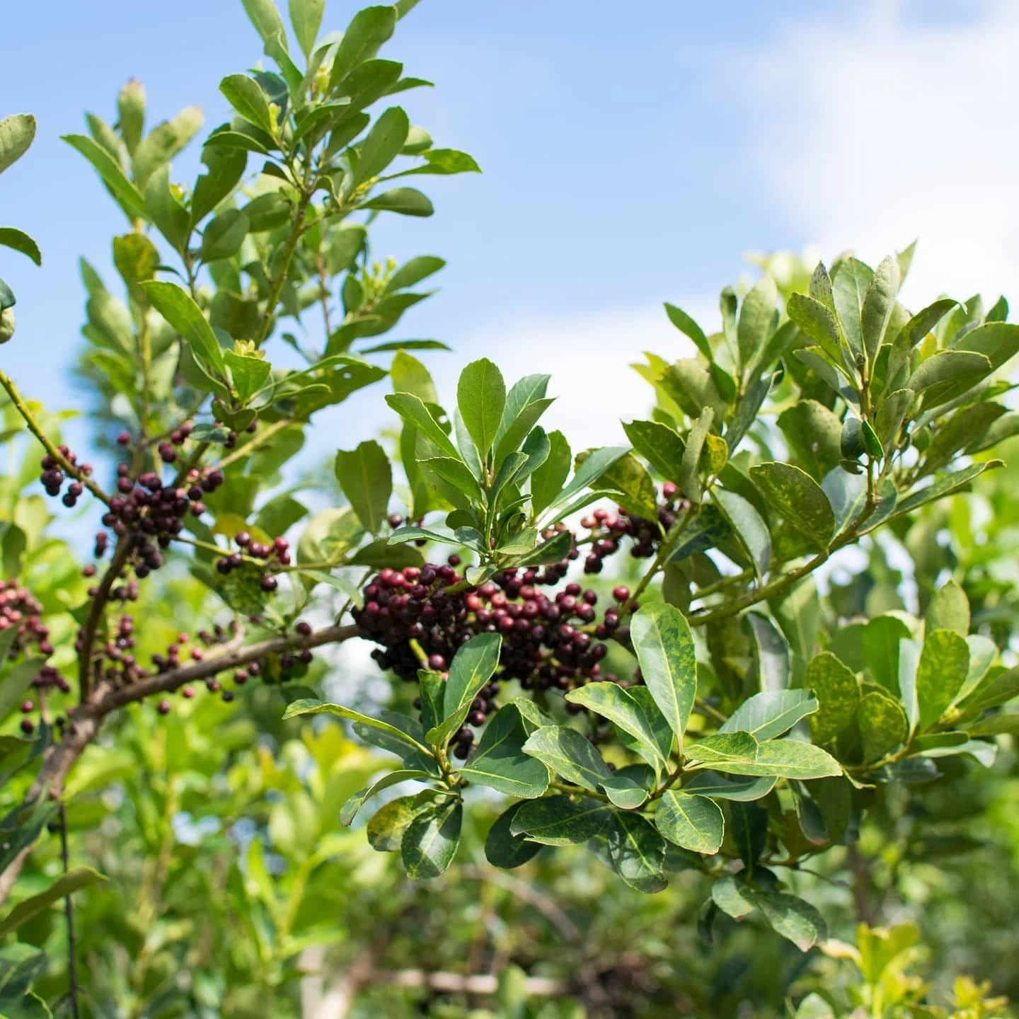 Yerba Mate Kalena Artículo: Las plantaciones de Kalena: historia viva detrás de cada mate